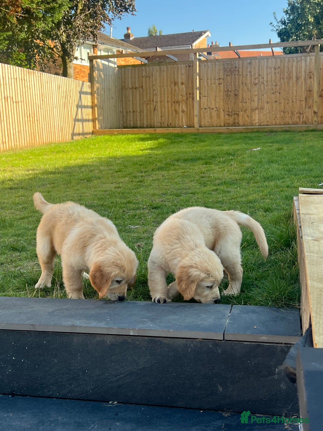 Golden Retriever dogs for sale: Teddy Bear Goldies - Image 6