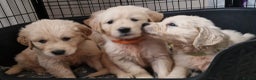 Golden Retriever dogs for sale: KC GoldenRetriver,READY NOW - Advert 1