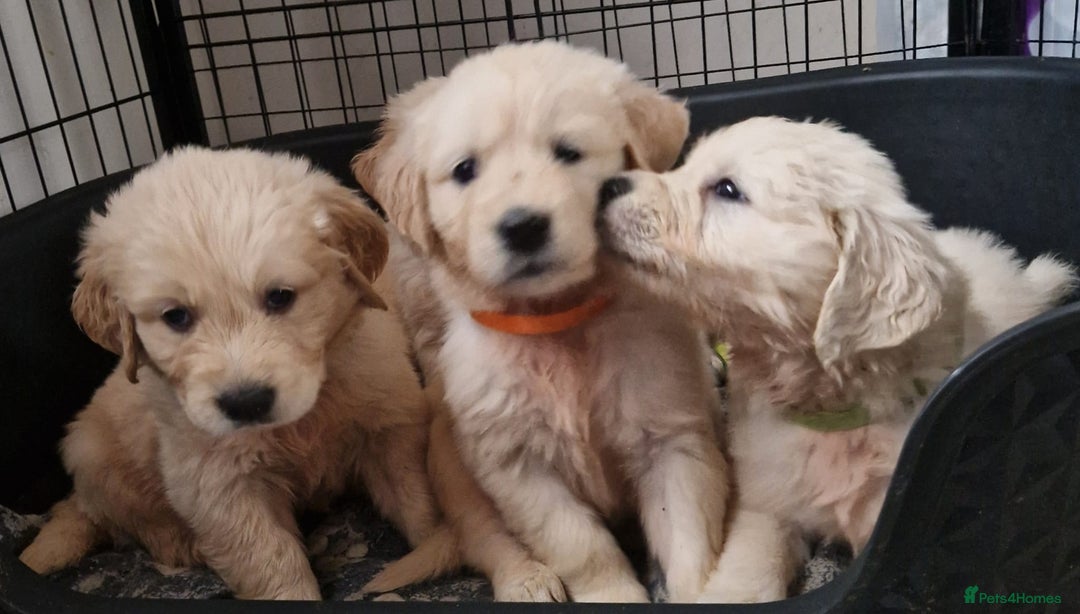 Golden Retriever dogs for sale: KC GoldenRetriver,READY NOW - Advert 1