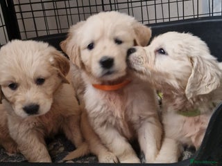 Golden Retriever dogs KC GoldenRetriver,READY DEC.20 - Advert 6