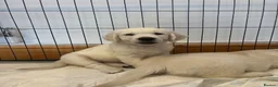 Golden Retriever dogs for sale: KC Old English Cream Golden Retrievers - Advert 7