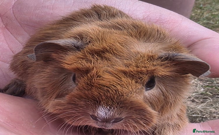 Guinea Pig rodents - Advert 1
