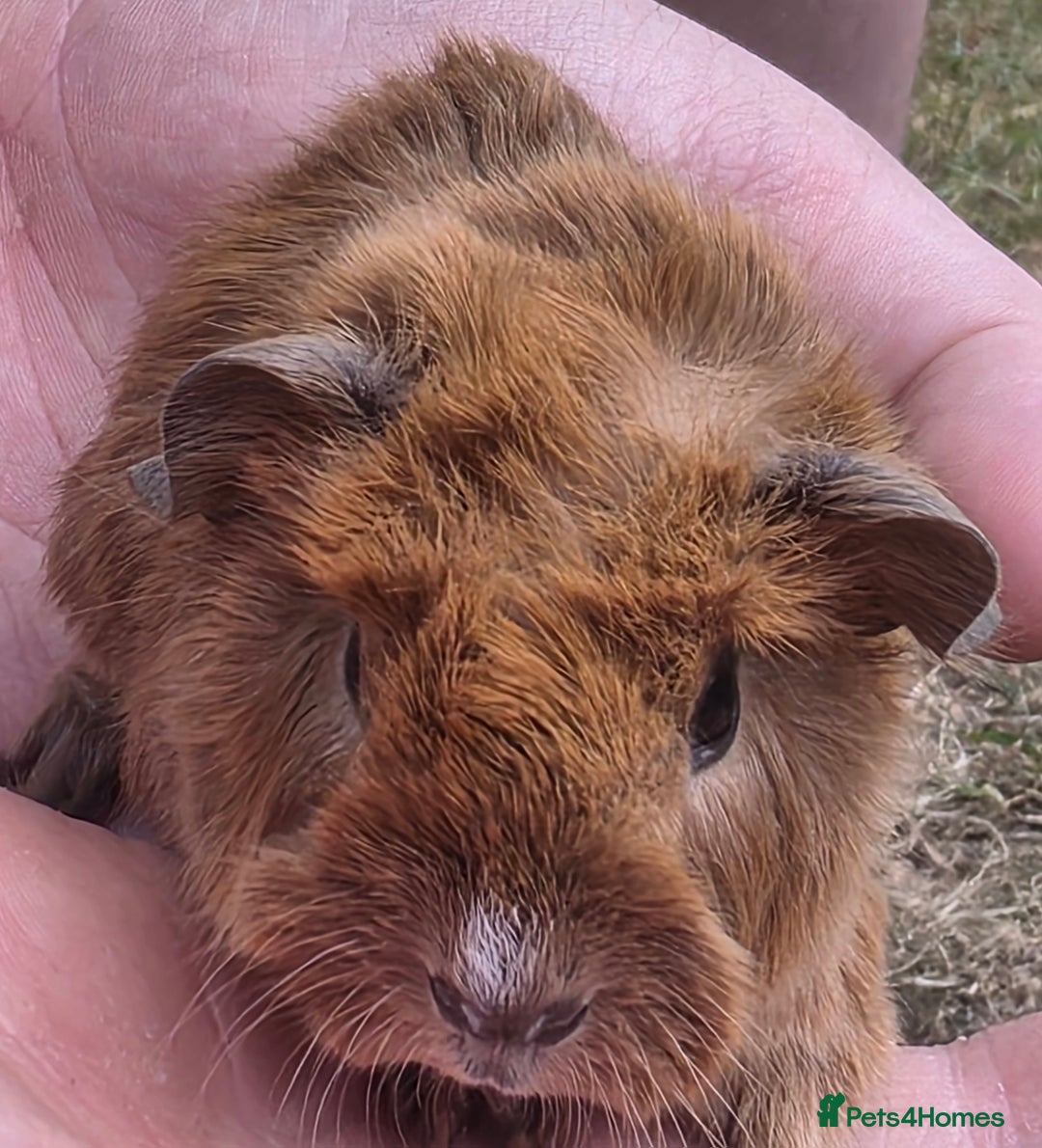 Guinea Pig rodents for sale: Gorgeous baby boy guinea pigs  - Image 1