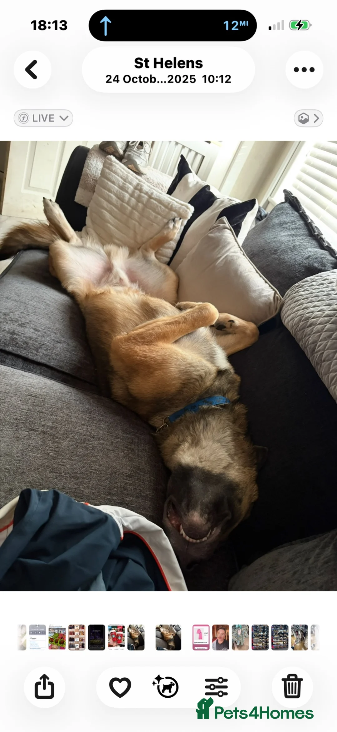 German Shepherd dogs for adoption: REHOMING our beautiful boy - Advert 2