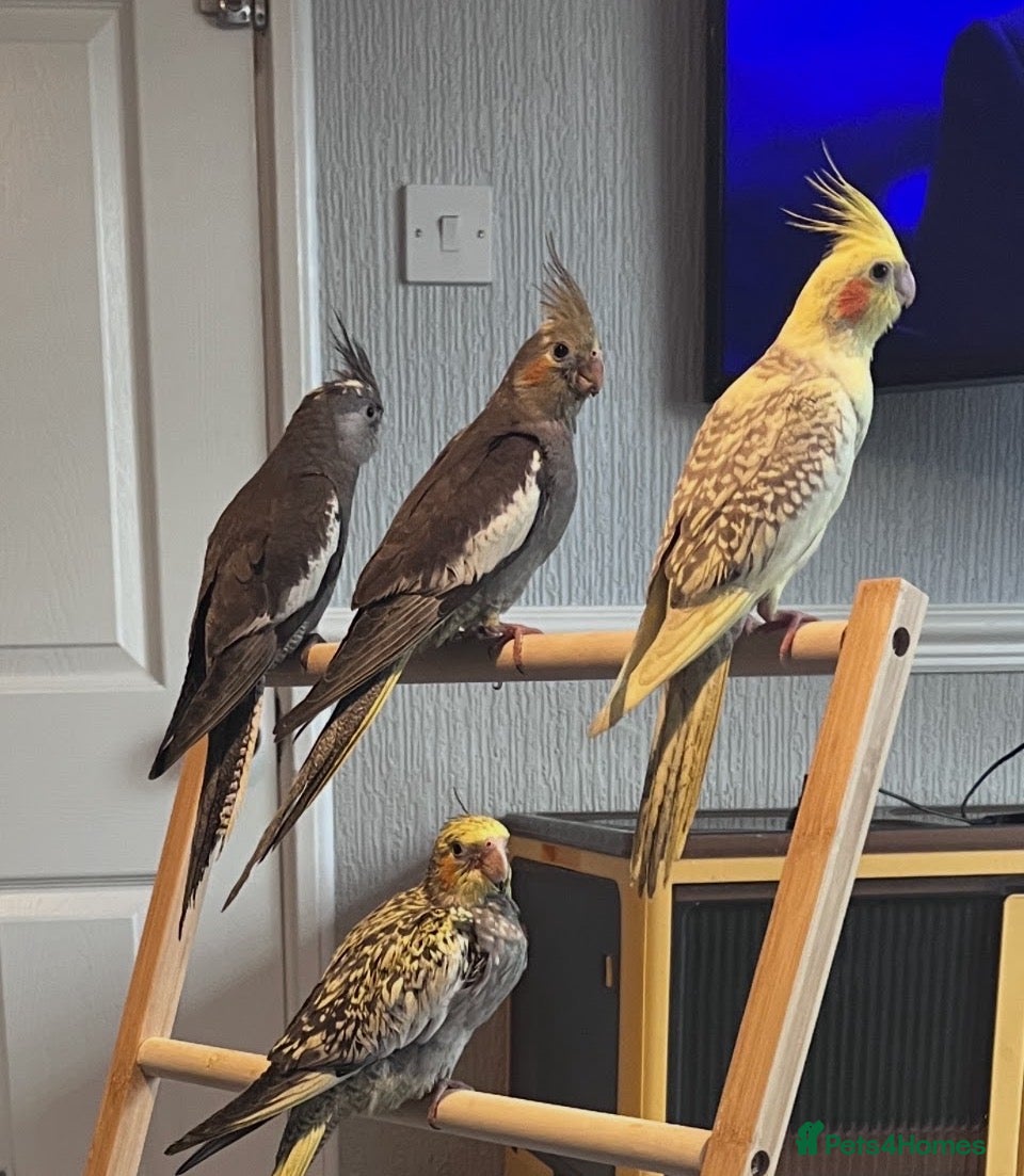 Cockatiels birds Baby hand reared cockatiels  - Advert 9