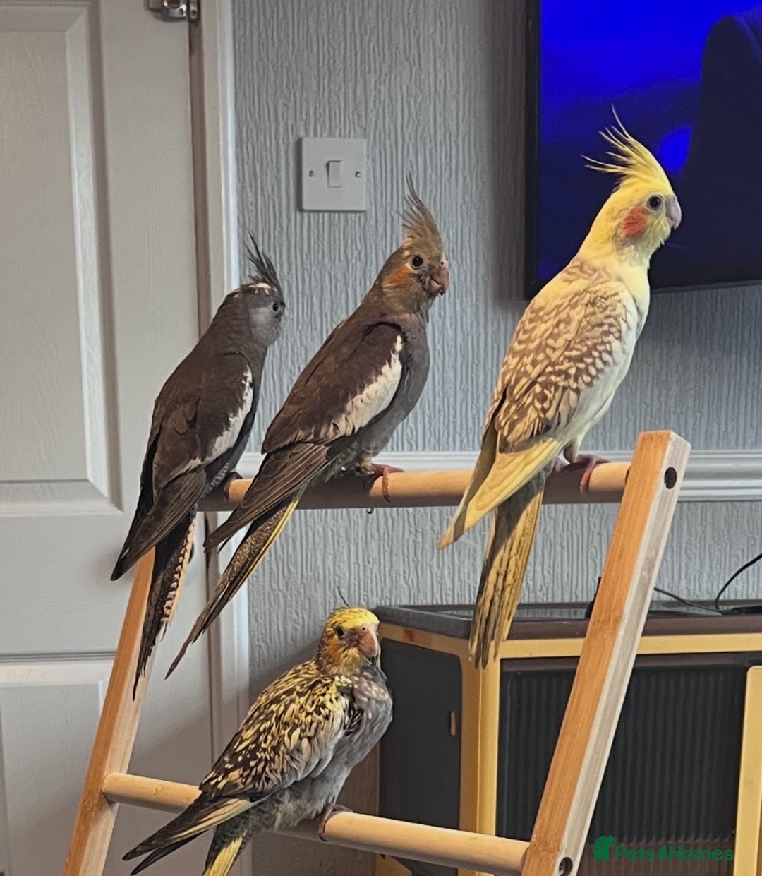 Cockatiels birds for sale: Baby hand reared cockatiels  - Advert 5