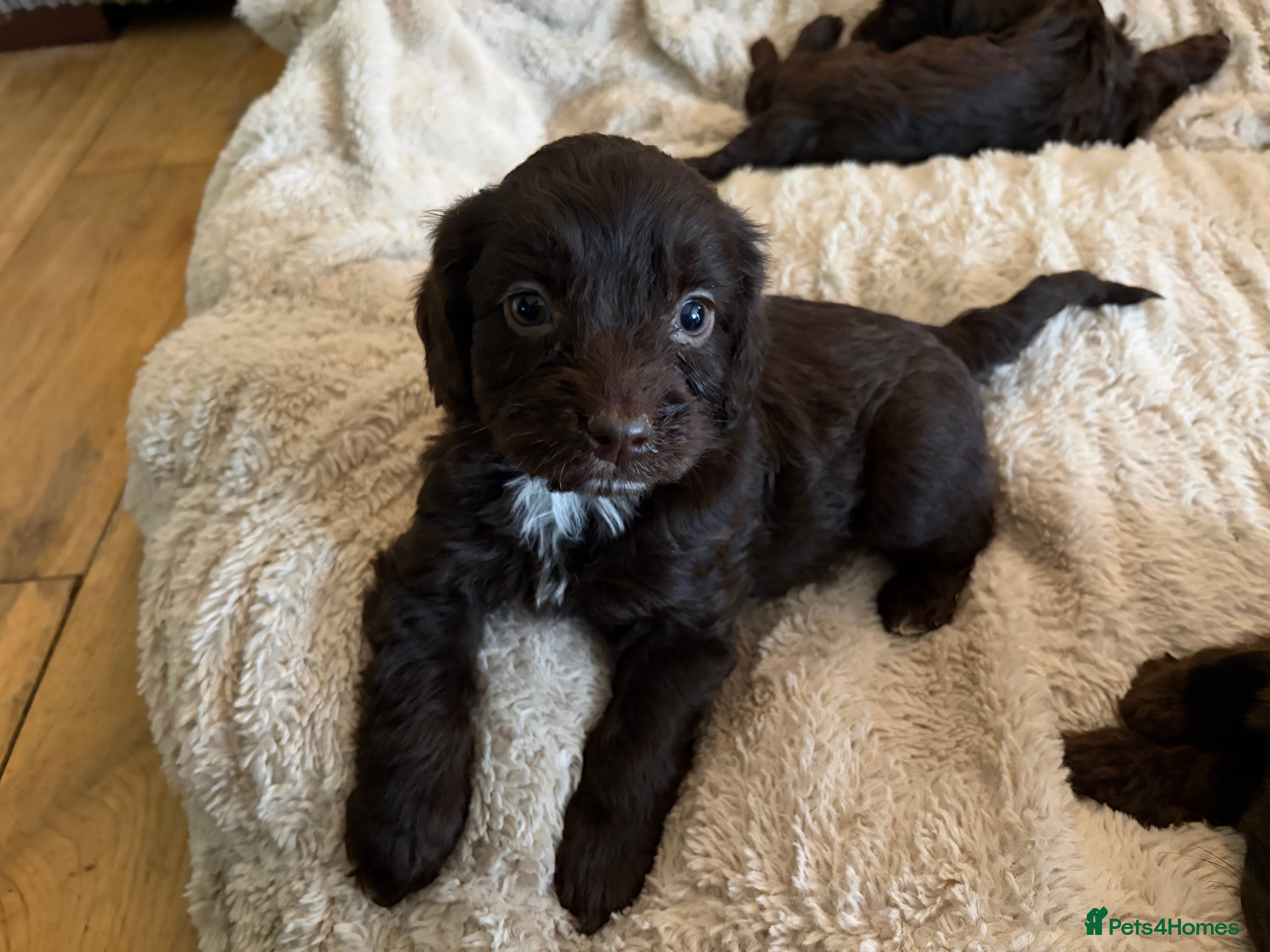 Cockapoo dogs Beautiful litter of Cockapoo puppies F1 - Advert 17