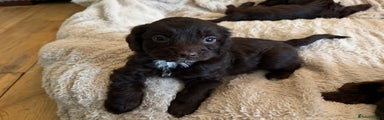 Cockapoo Puppy 3