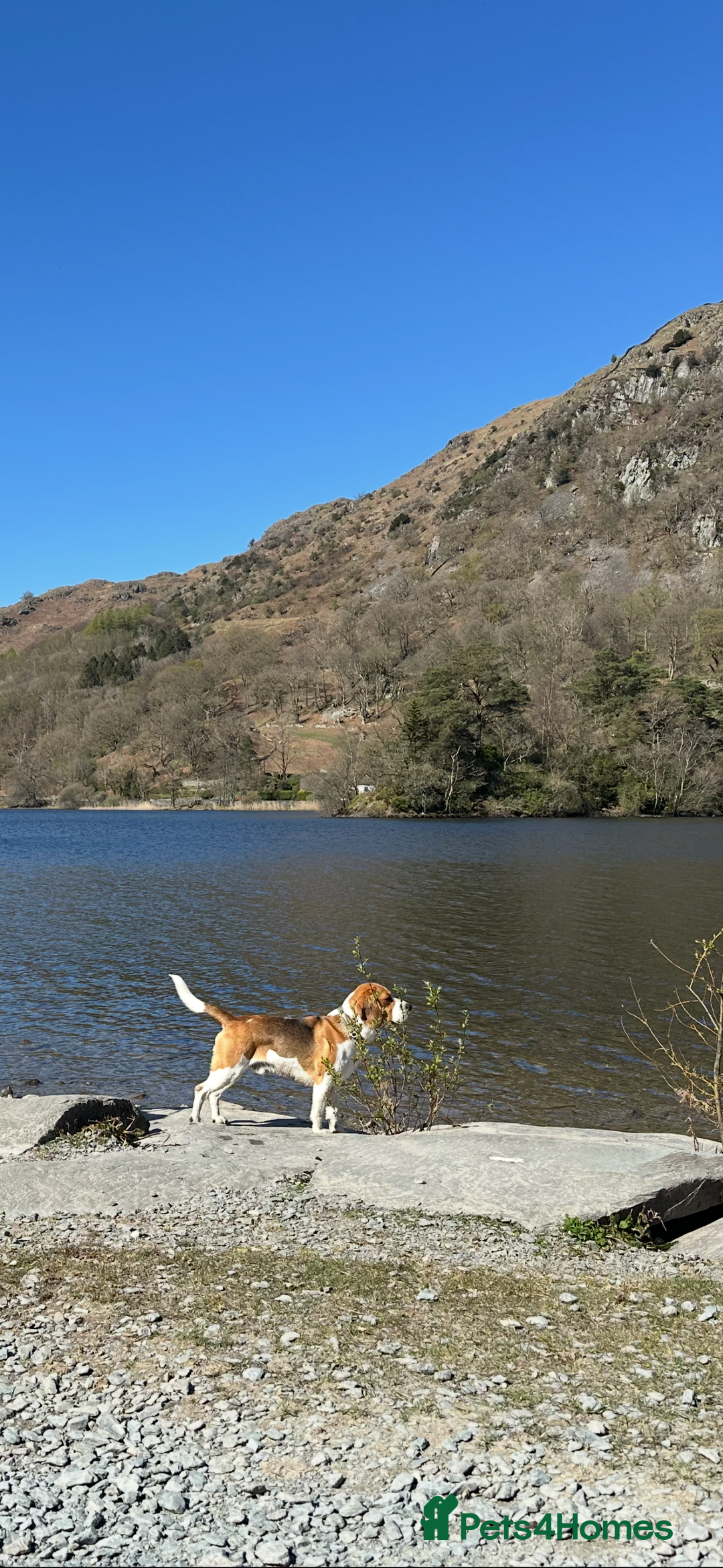 Beagle dogs for stud: Ragnar (KC STUD) in Liverpool - Image 12