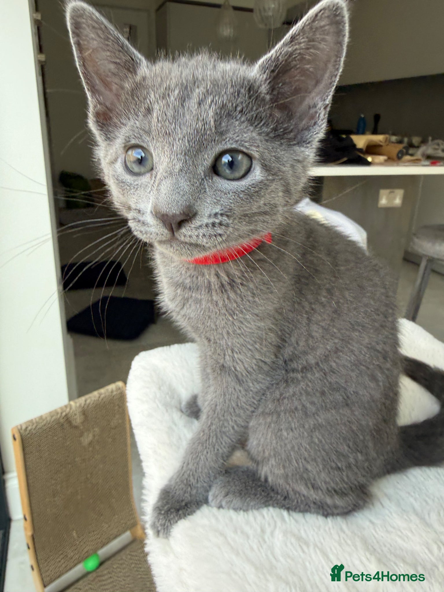 Russian Blue cats for sale: Pure Russian blue kittens with emerald green eyes! in London - Advert 13