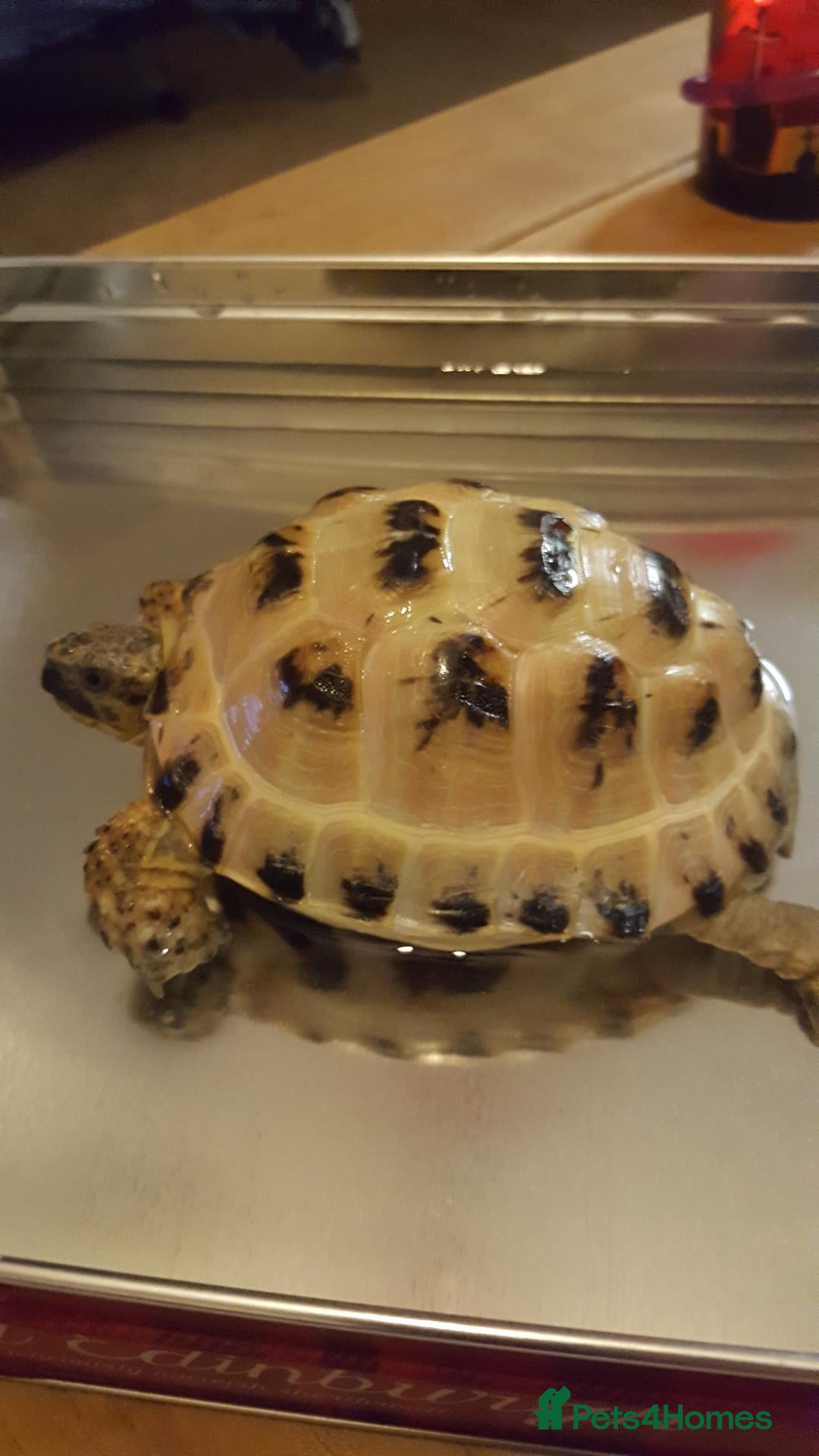 Tortoise reptiles Male hoursfield tortoise  - Advert 1