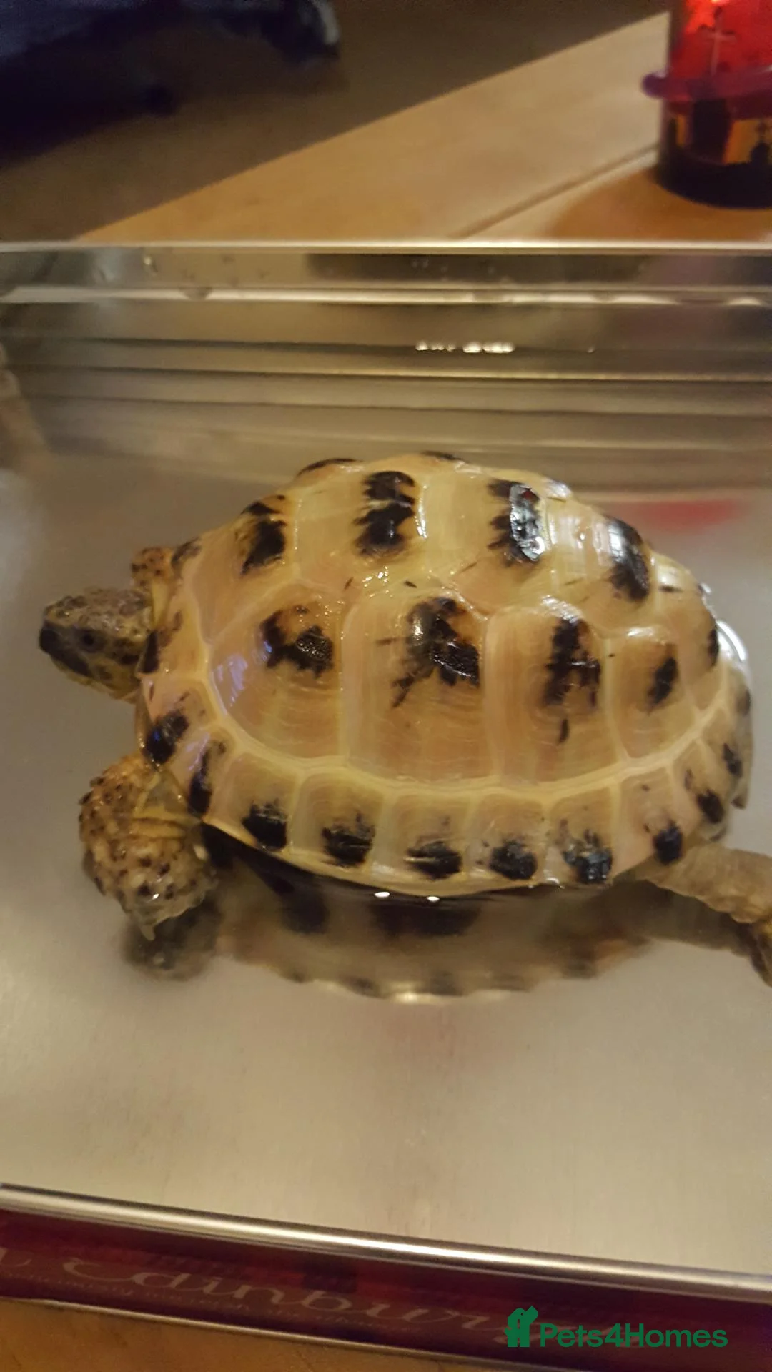 Tortoise reptiles for sale: Male hoursfield tortoise  - Advert 1