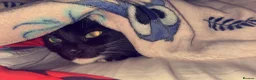 Mixed Breed cats for sale: Female cat needing rehomed  - Advert 4