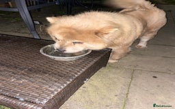 Chow Chow dogs for sale: Adult chowchow female  - Image 3