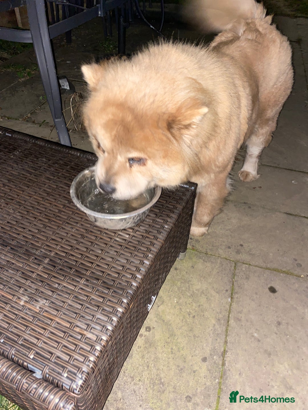 Chow Chow dogs for sale: Adult chowchow female  - Image 3