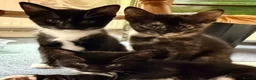 Mixed Breed cats for sale: 8 gorgeous kittens (tuxedo, tortie, tabby, black) - Advert 5