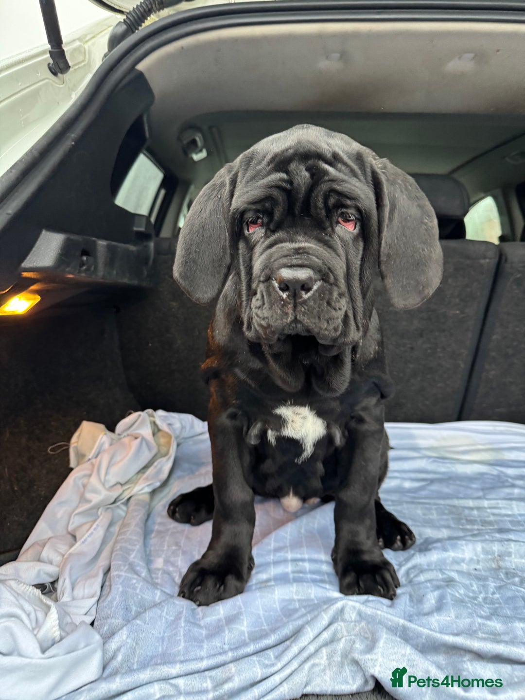 Neapolitan Mastiff dogs for sale: 2 black female Neapolitan mastiff puppies  - Advert 16