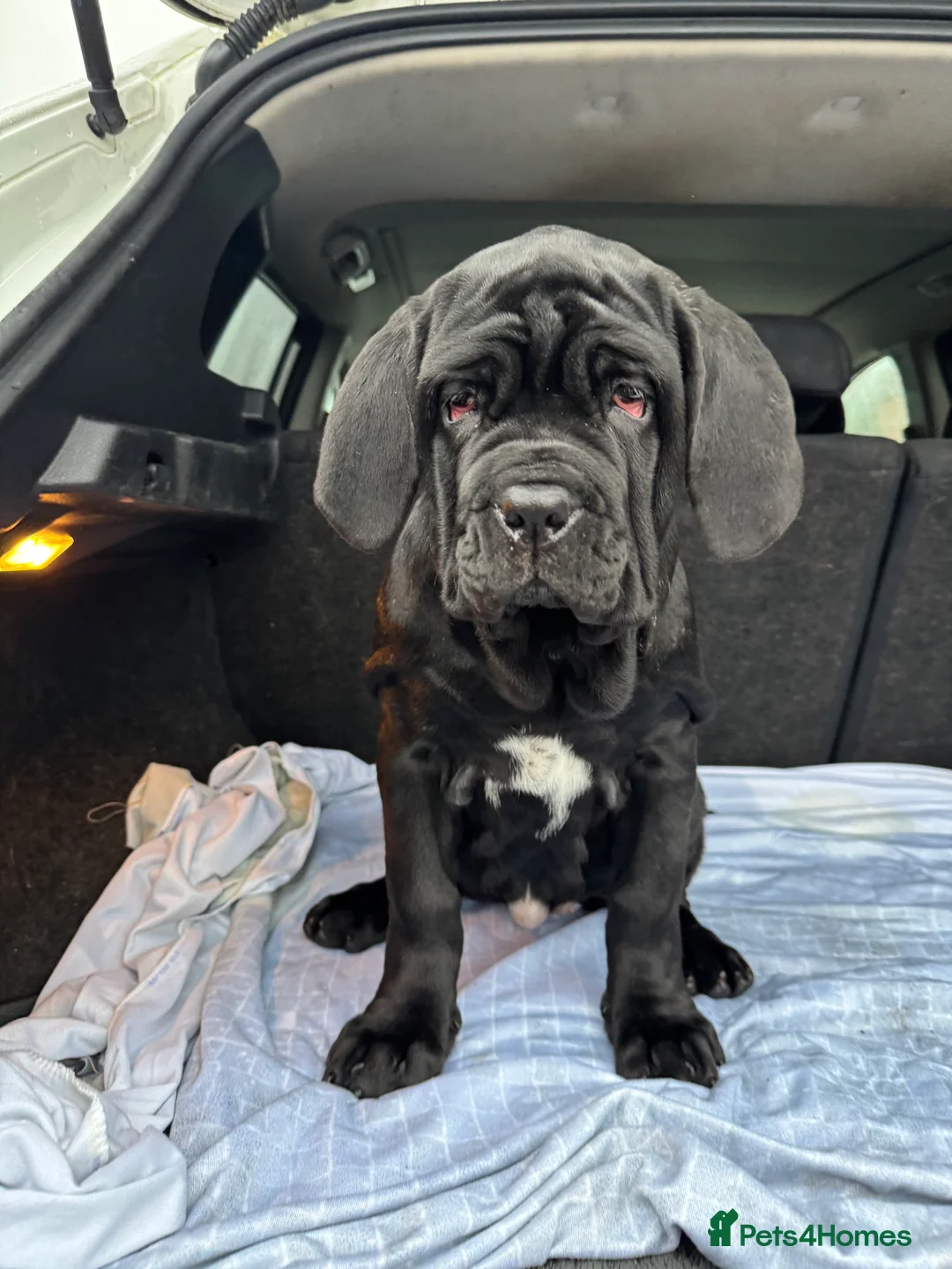 Neapolitan Mastiff dogs for sale: 2 black female Neapolitan mastiff puppies  - Advert 16