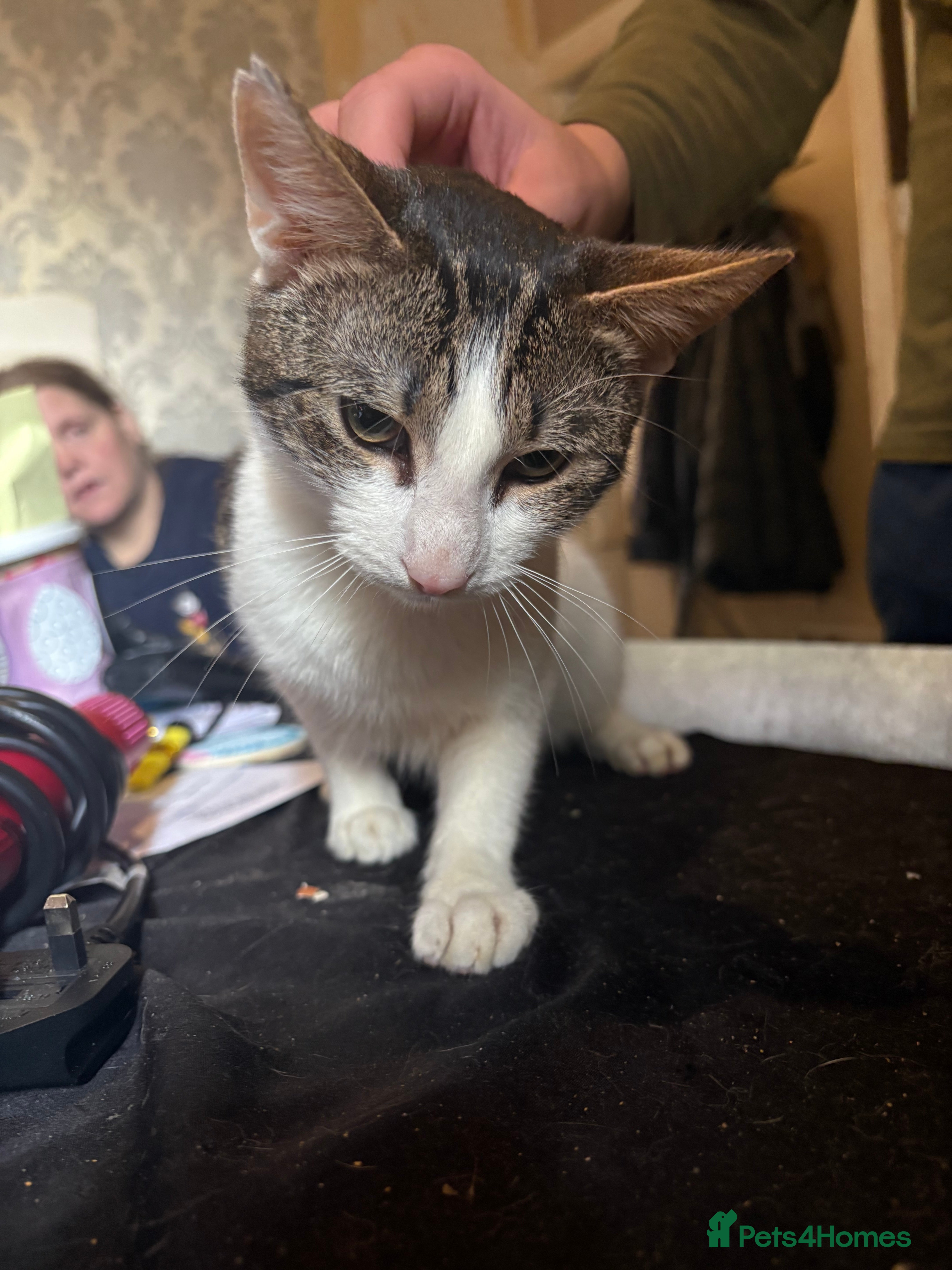 Mixed Breed cats Cat for sale - Advert 8