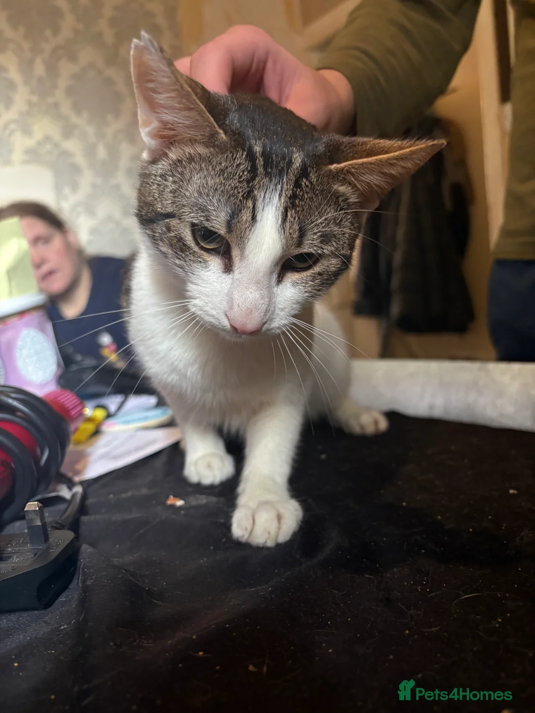 Mixed Breed cats for sale: Cat for sale in Rhyl - Advert 1