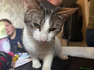 Mixed Breed cats Cat for sale - Advert 1