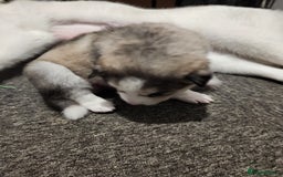 Siberian Husky dogs for sale: Syberian Huskies Male and Female - Image 11