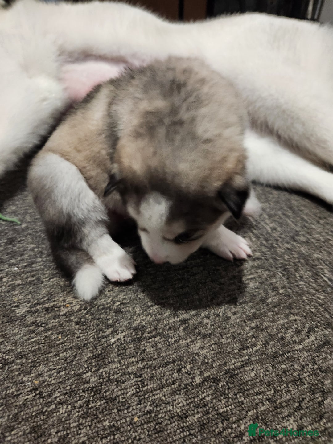Siberian Husky dogs for sale: Syberian Huskies Male and Female - Image 11