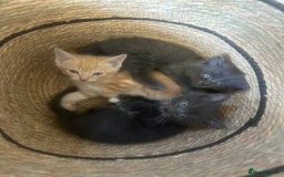 Nebelung cats for sale: 5 beautiful kittens available  in Bradford - Image 15