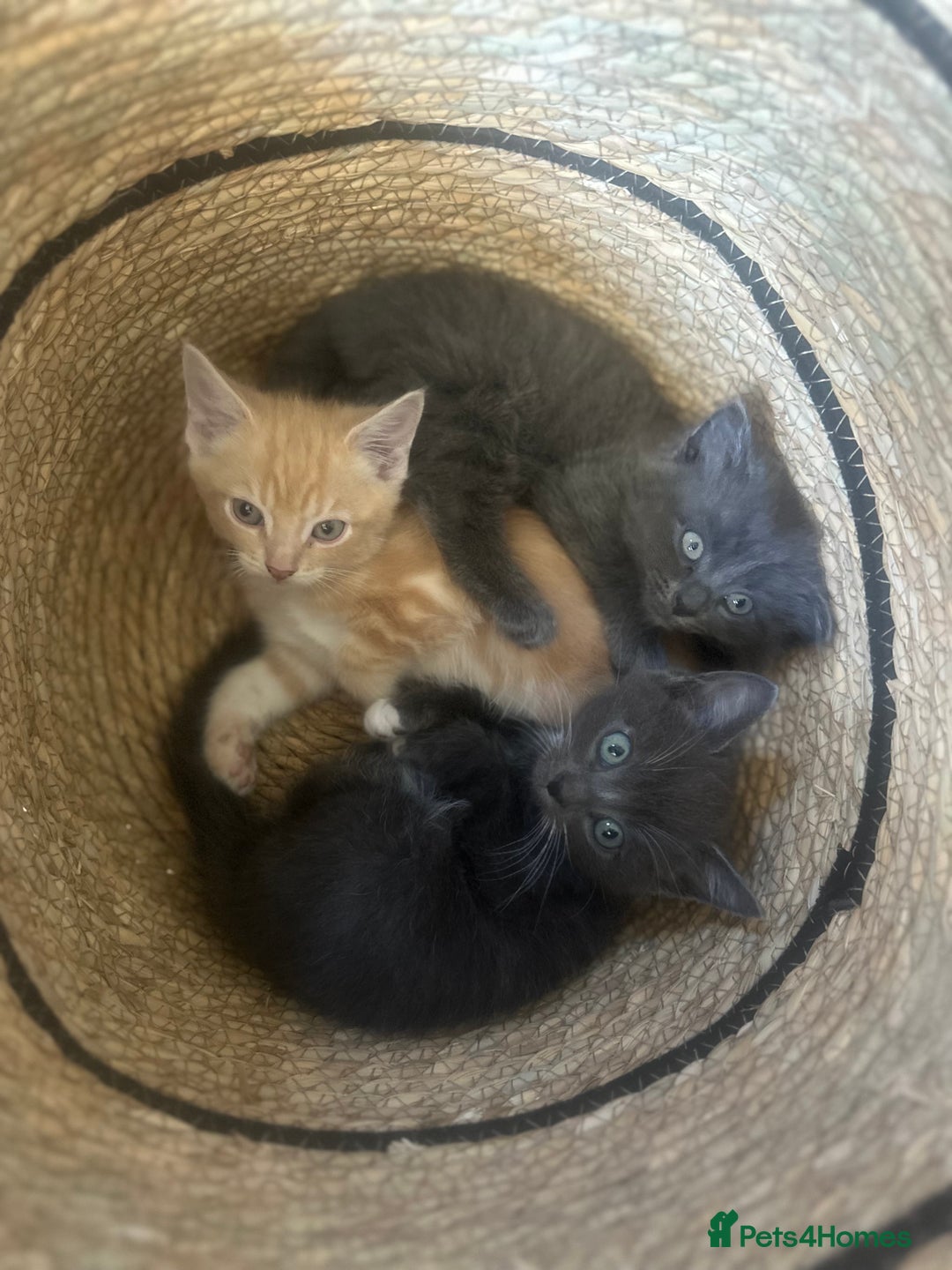 Nebelung cats for sale: 5 beautiful kittens available  in Bradford - Image 15