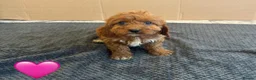 Cavapoo dogs for sale: Beautiful Cavapoo Puppies🐶❤️ - Advert 11
