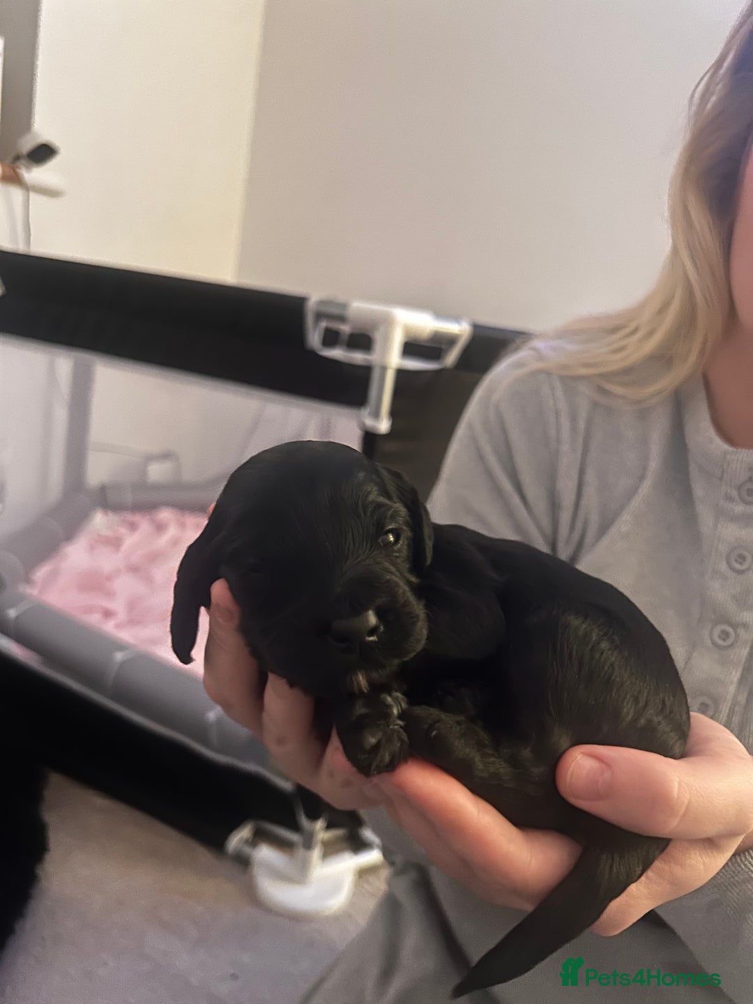 Cockapoo dogs for sale: F1B black cockapoo - Ready for home 25th December  - Advert 5