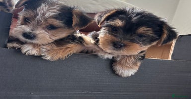 Mixed Breed dogs - Advert 5