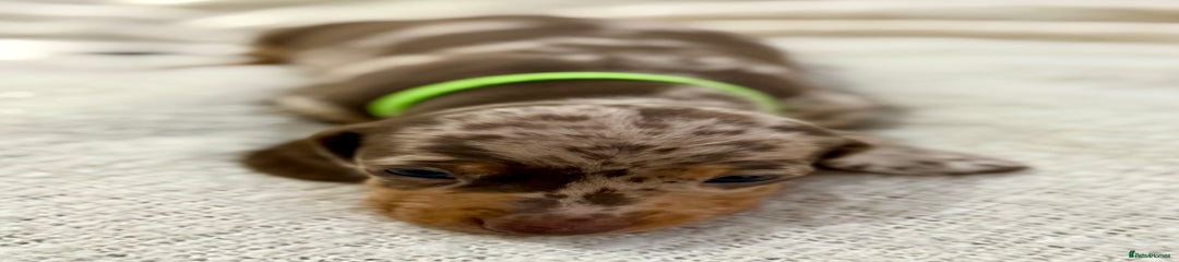 Miniature Dachshund Puppy 3