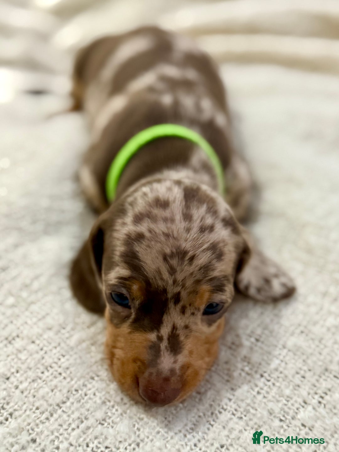 Miniature Dachshund dogs for sale: Mini Dachshund KC Reg -  ONLY 3 MALE PUPS LEFT!  - Advert 8