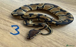 Python Snake reptiles for sale: Ball pythons - Advert 3