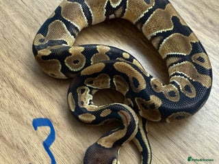 Python Snake reptiles Ball pythons - Advert 4