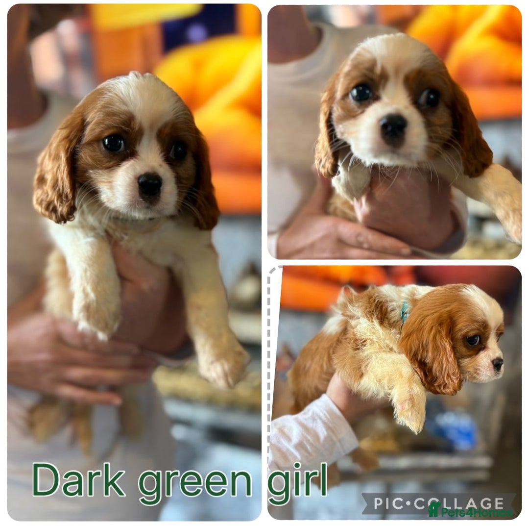 Cavalier King Charles Spaniel dogs for sale: King Charles cavalier puppies for sale  - Image 5
