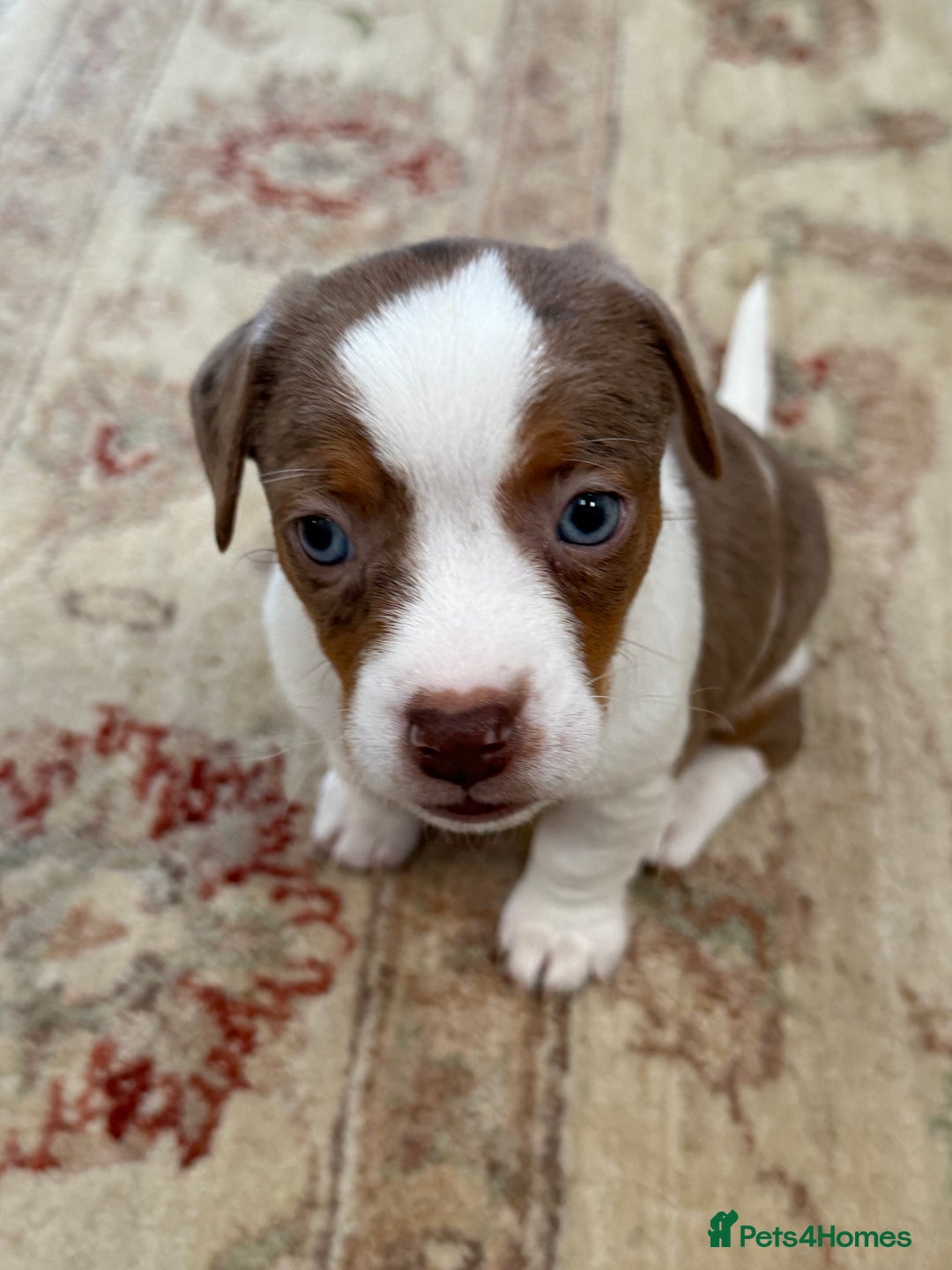 Jack Russell dogs for sale: Very rare merle Jack Russells. Family home raised  - Advert 11