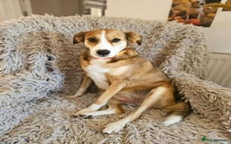 Mixed Breed dogs for adoption: SHADOW - Image 2