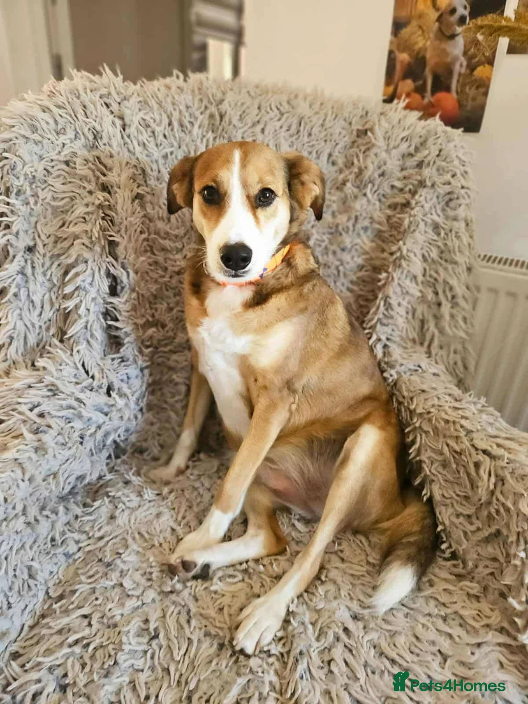 Mixed Breed dogs for adoption: SHADOW - Advert 2