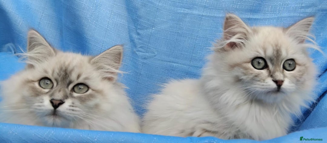 Siberian cats for sale: GCCF Registered Pure Siberian kittens For Sale.   - Image 6