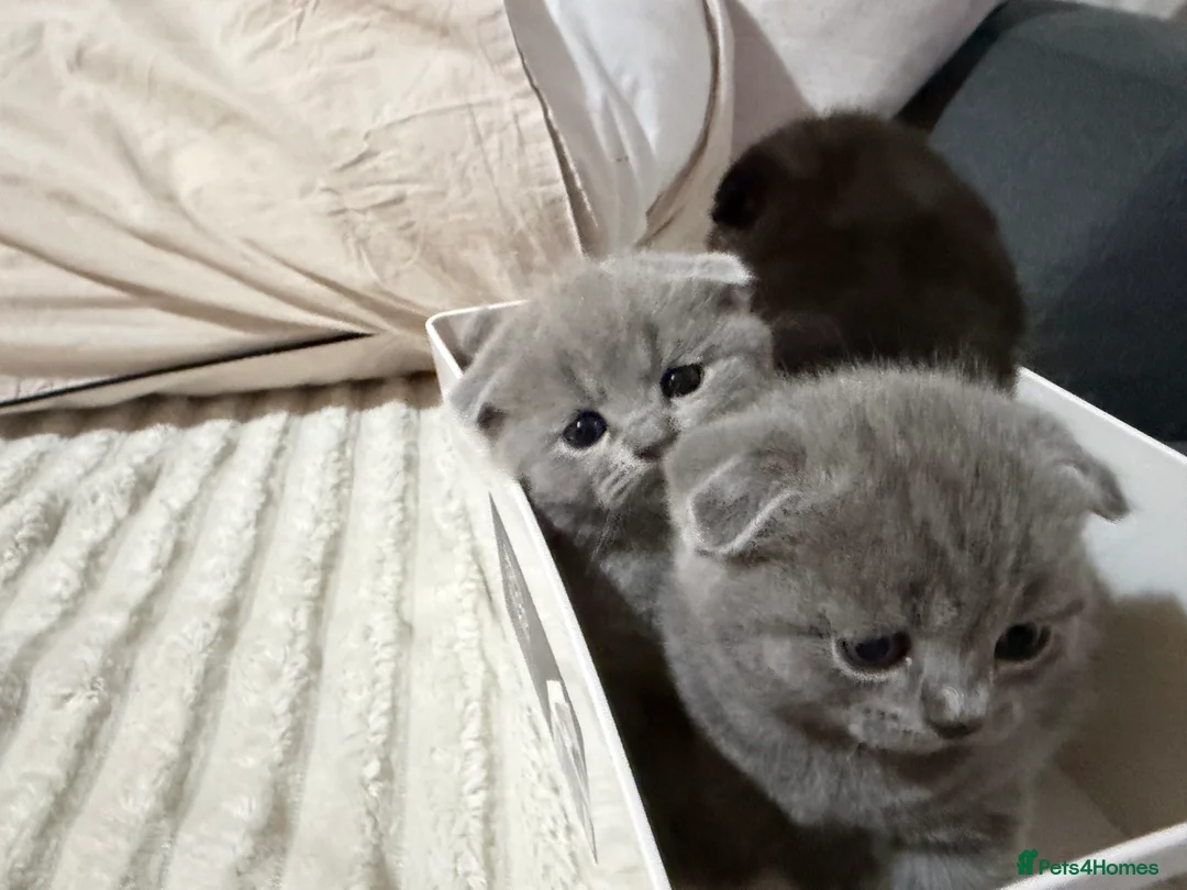 Scottish Fold cats for sale: 3 male Scottish fold kittens - Advert 5