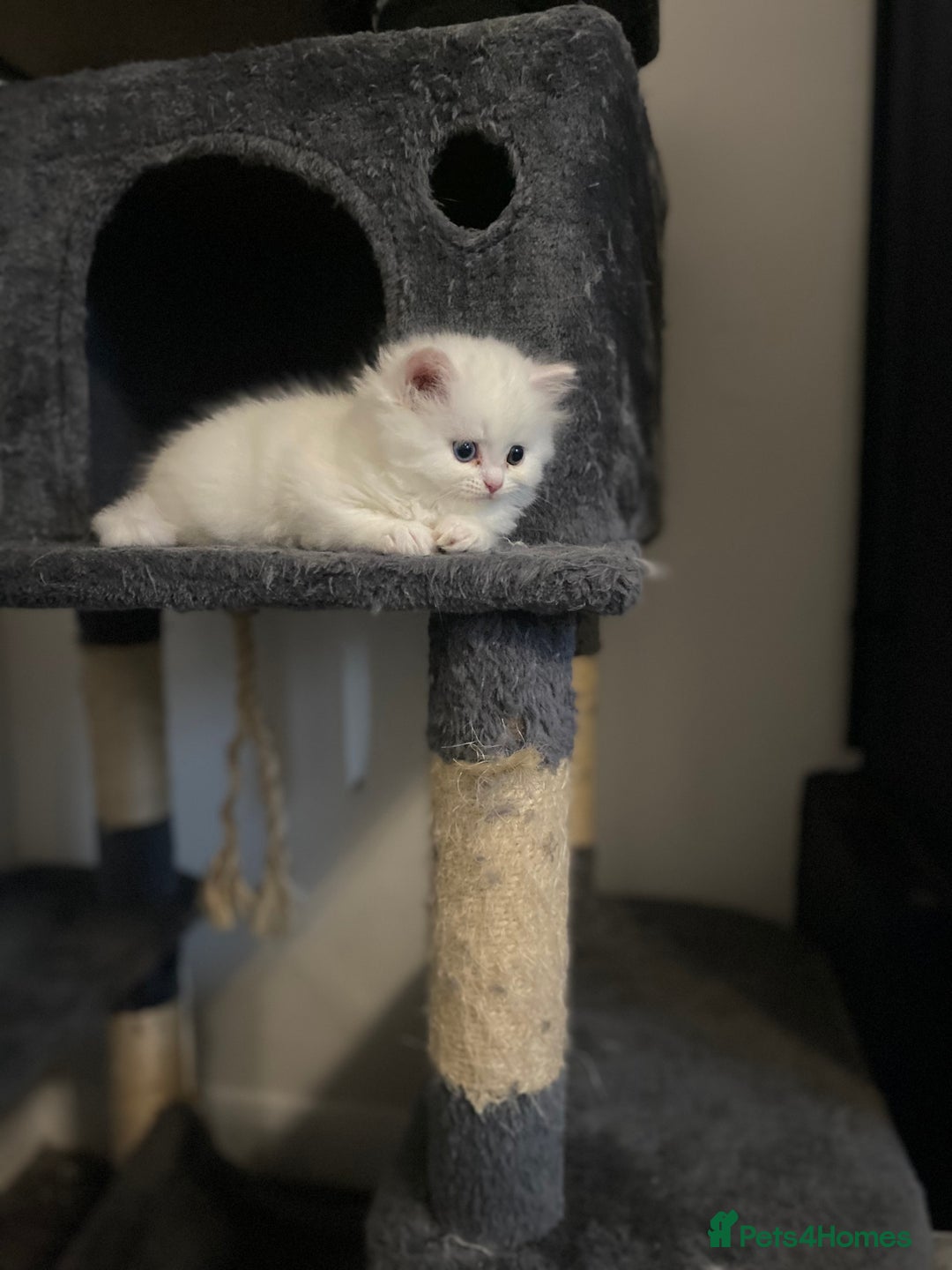 Persian cats for sale: white and orange cream doll face Persians - Image 13