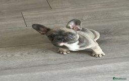 French Bulldog dogs for sale: Luna a 6 month old French bulldog puppy  - Image 4
