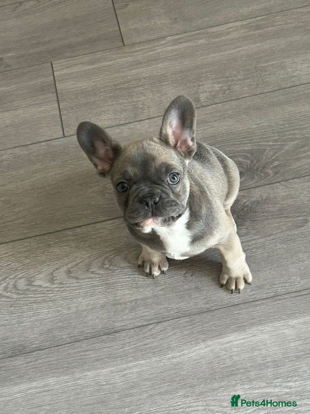 French Bulldog dogs for sale: Luna a 6 month old French bulldog puppy  - Image 4