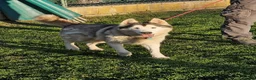 Mixed Breed dogs for adoption: 😍 how beautiful is Quimera 🐶🐾 - Advert 4