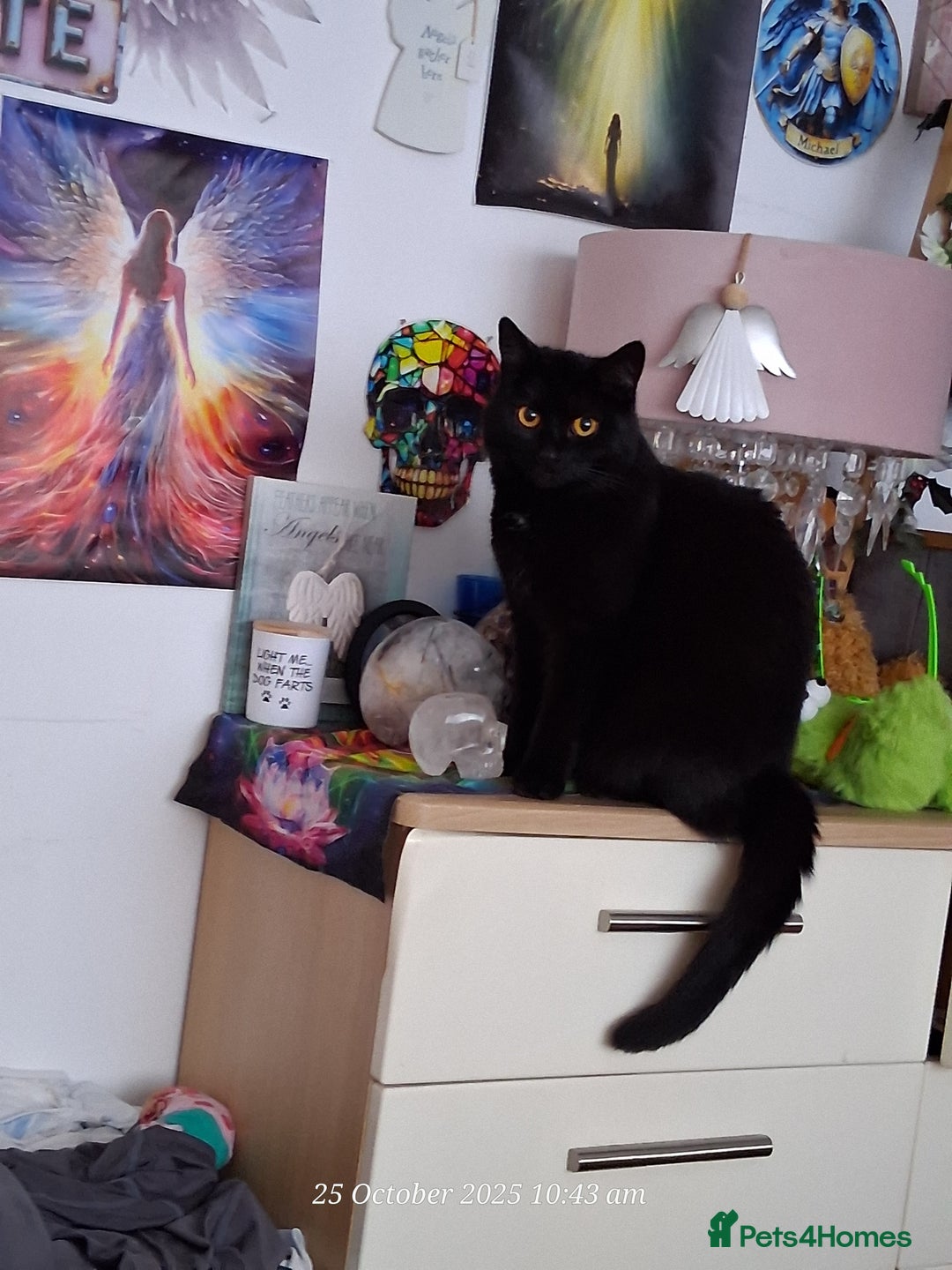 Domestic Shorthair cats for sale: 4 BLACK CATS FOR REHOME. - Advert 15