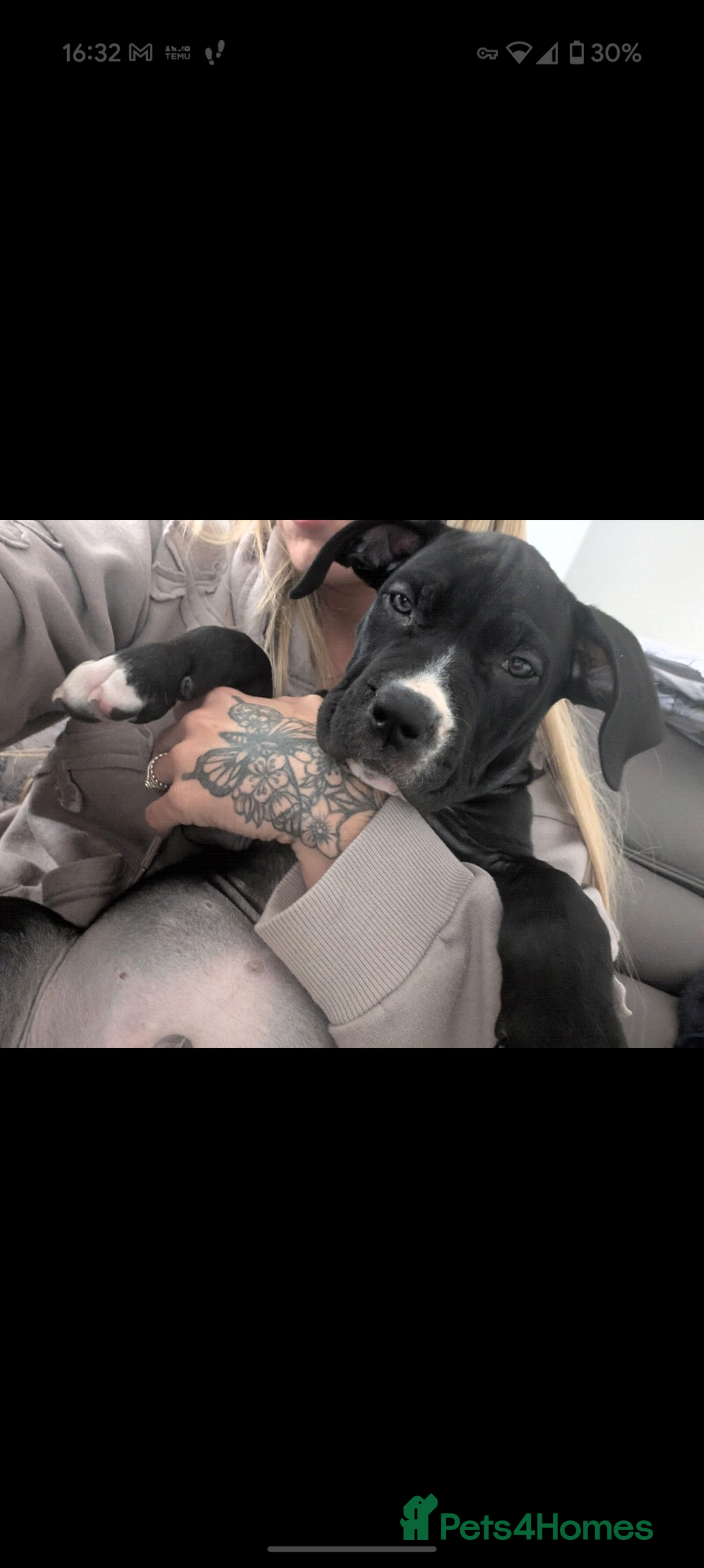 Presa Canario dogs for sale: Presa canario 5 half month old pup - Image 9