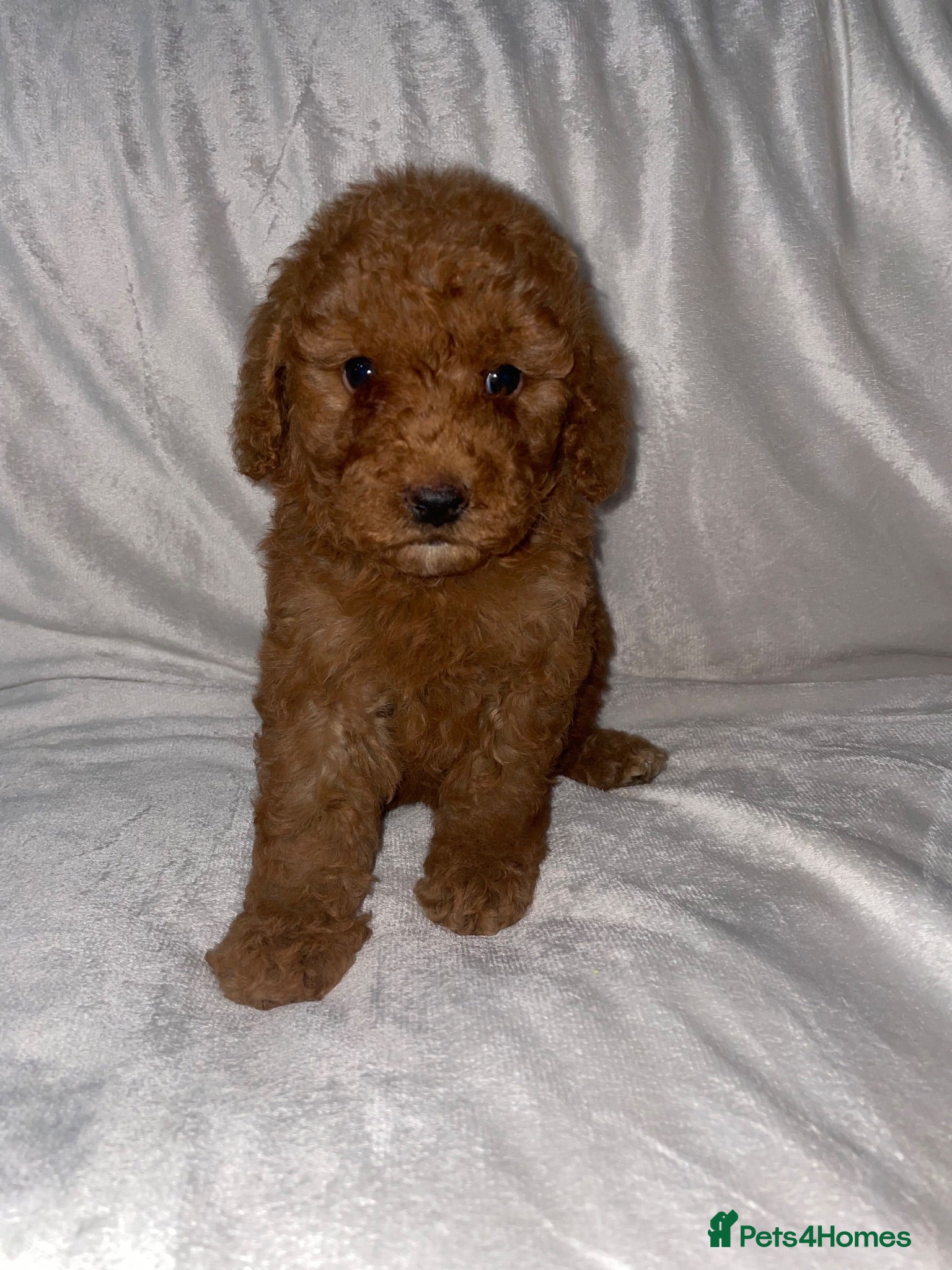 Cockapoo dogs Beautiful F2 Cockapoo Puppies – 3 Boys & 5 Girls   - Advert 1