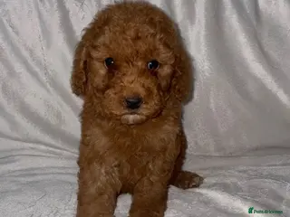 Cockapoo dogs Beautiful F2 Cockapoo Puppies – 3 Boys & 5 Girls - Advert 1